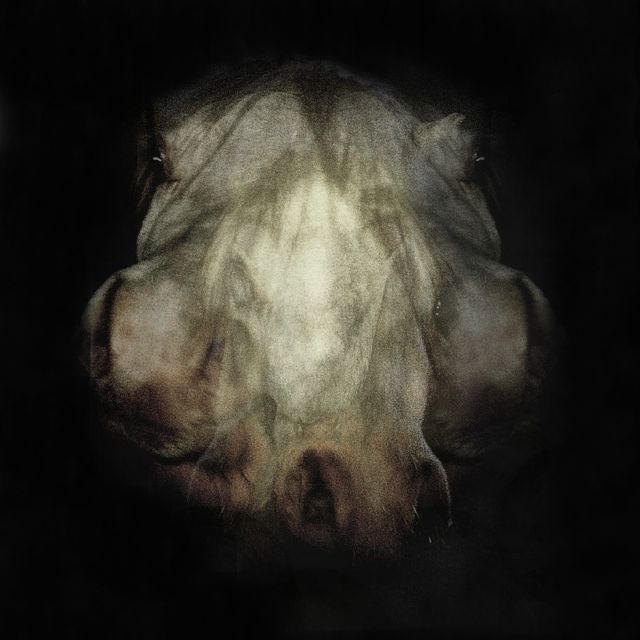 New work: triptych from horse heads