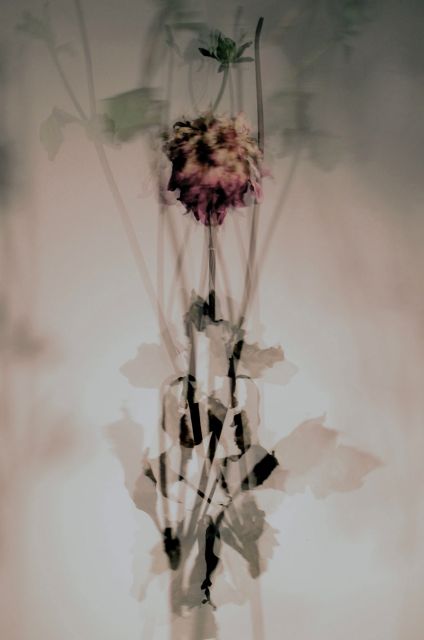 Les fleurs du mal #04 | Lenny Waasdorp